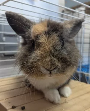 Bunny