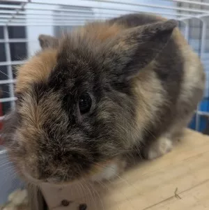 Bunny