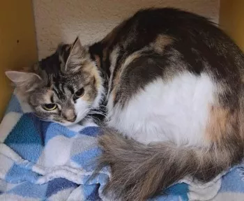 Souna