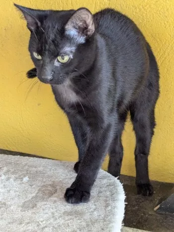 Arlo