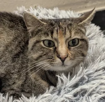 Ella