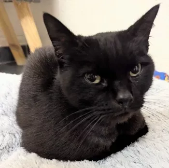 Pepper