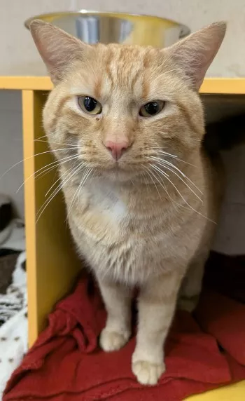 Weasley
