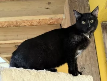 Nova