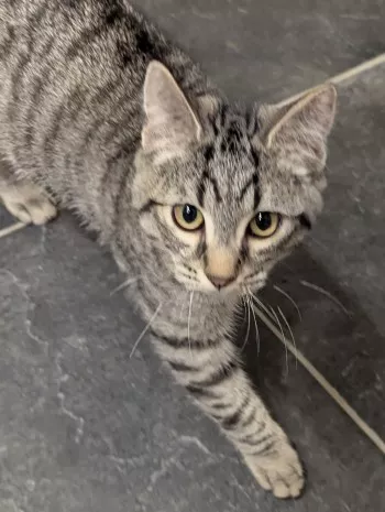 Paco