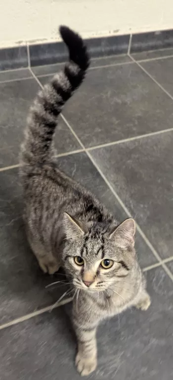 Paco