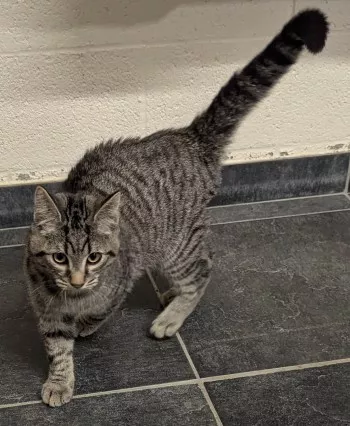 Paco