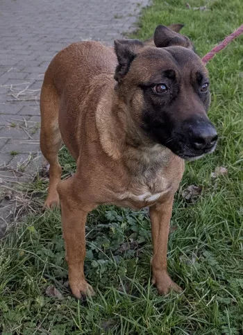 Ziva