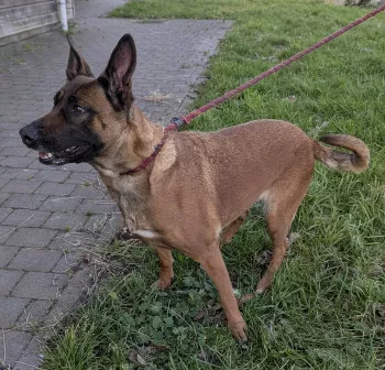 Ziva