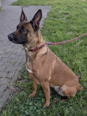 Ziva