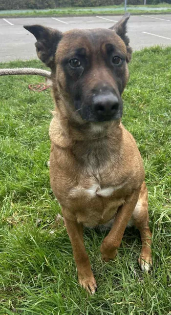 Ziva