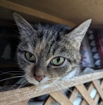 Nina