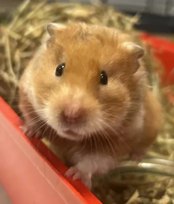 Hamster Femelle