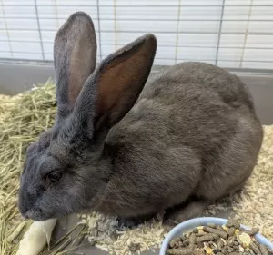 Hogan