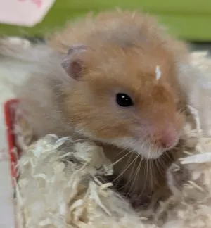 Hamster M