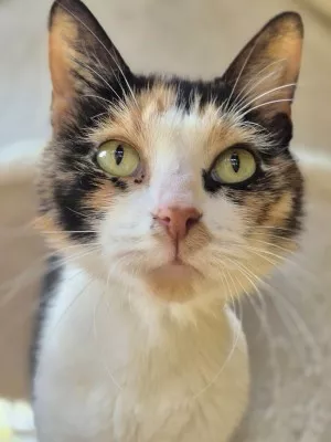 Choupette