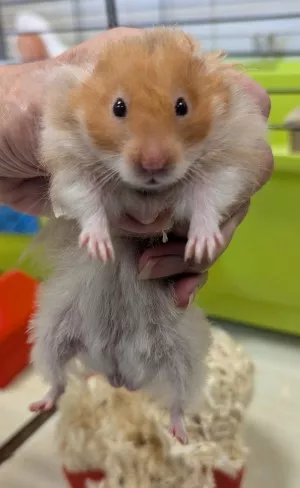 Hamster M
