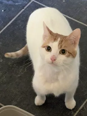 Bamba