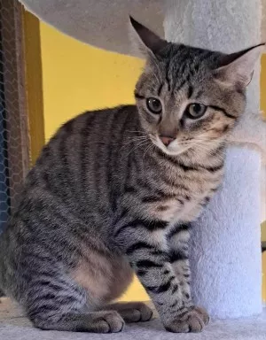 Koda