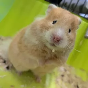 Hamster Dore