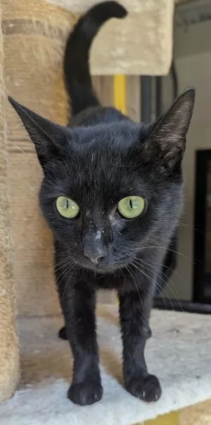 Kala