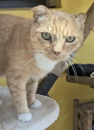 Alf