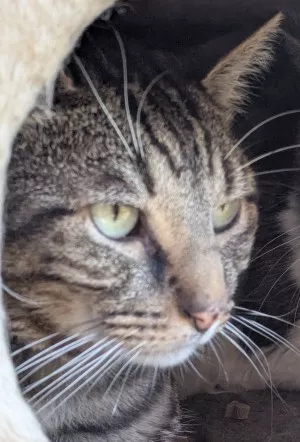 Tigrou
