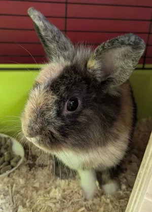 Bunny