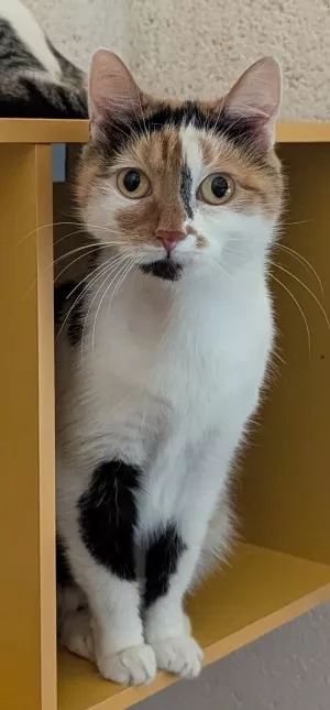 Nanette