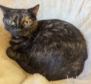 Nyx