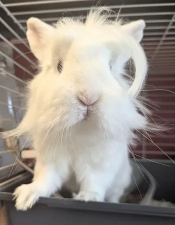 Miko