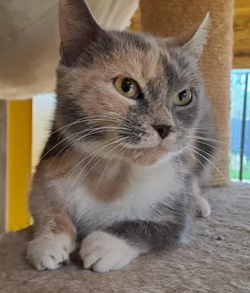 Lola