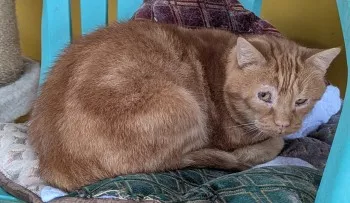 Paprika
