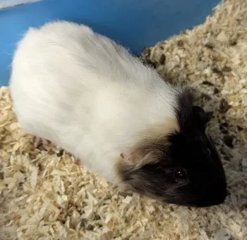 Sesame