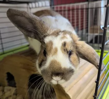 Dumbo