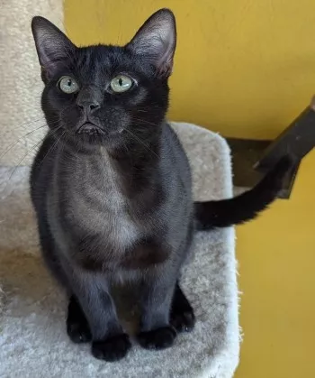 Arlo