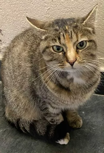 Ella