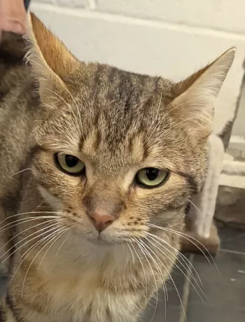 Maïko