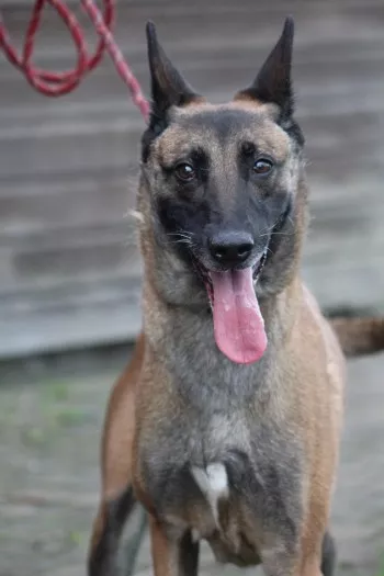 Orka