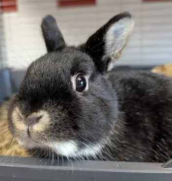 Lilo