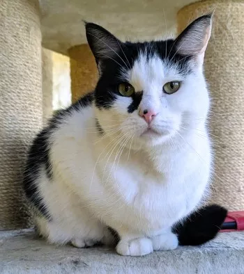 Kali