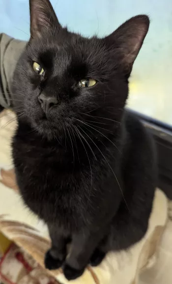 Onyx