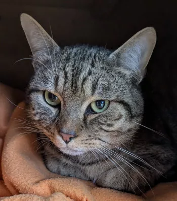 Tigri