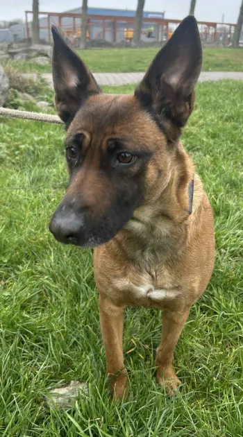 Ziva