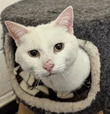 Milo
