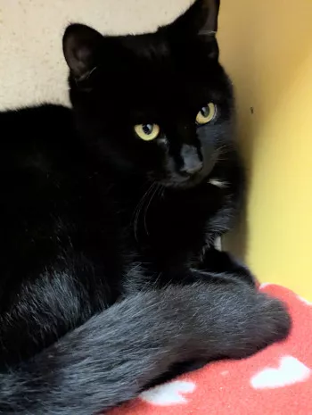 Mya