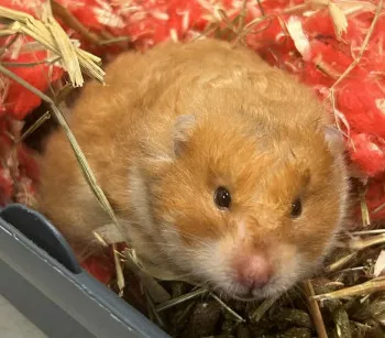 Hamster Femelle