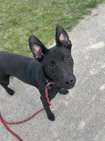 Dobby