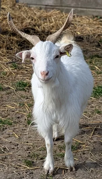 Blanchette
