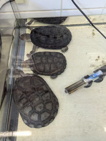 Tortues D'eau